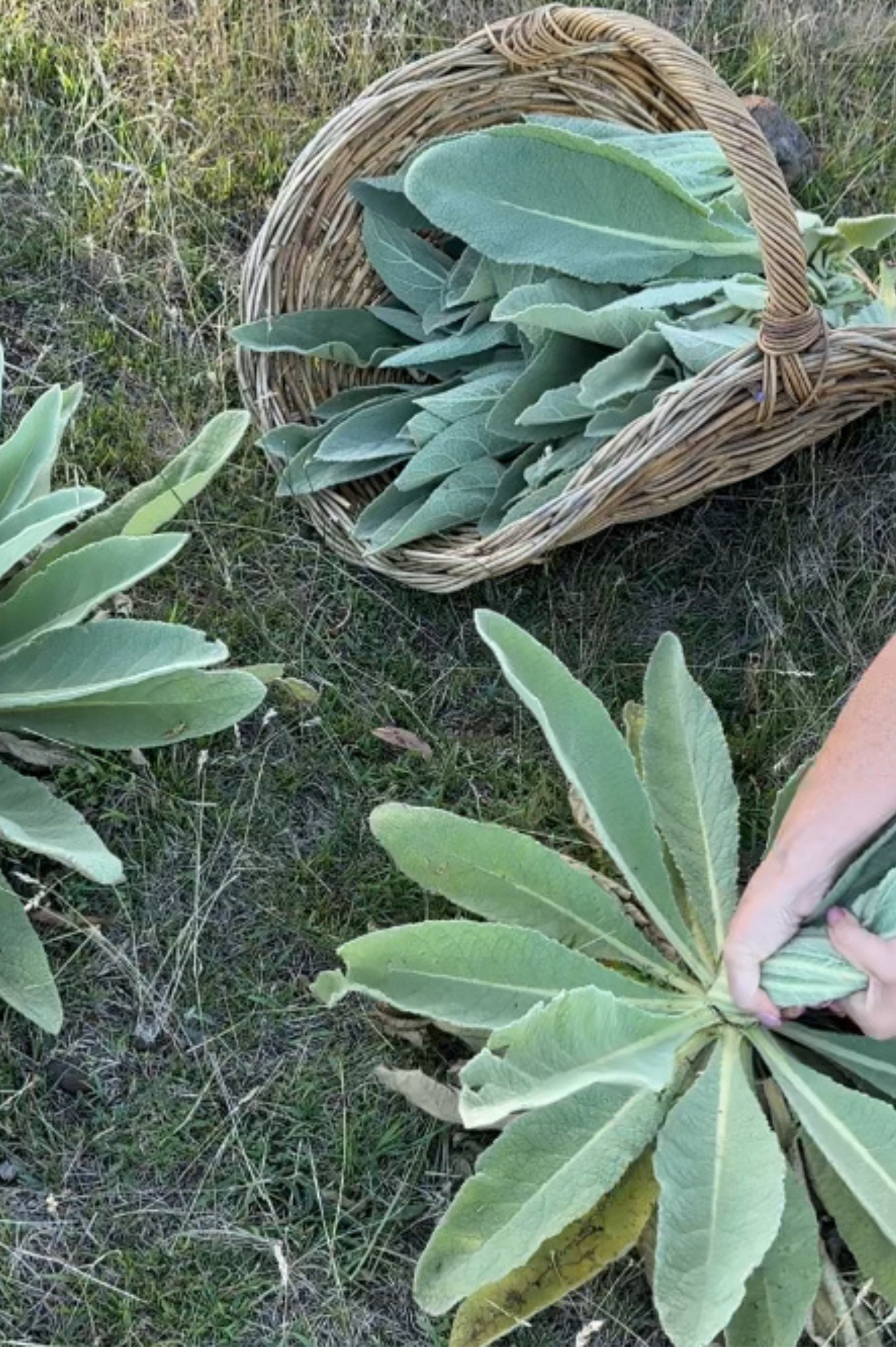 AUSTRALIAN-GROWN MULLEIN TINCTURE