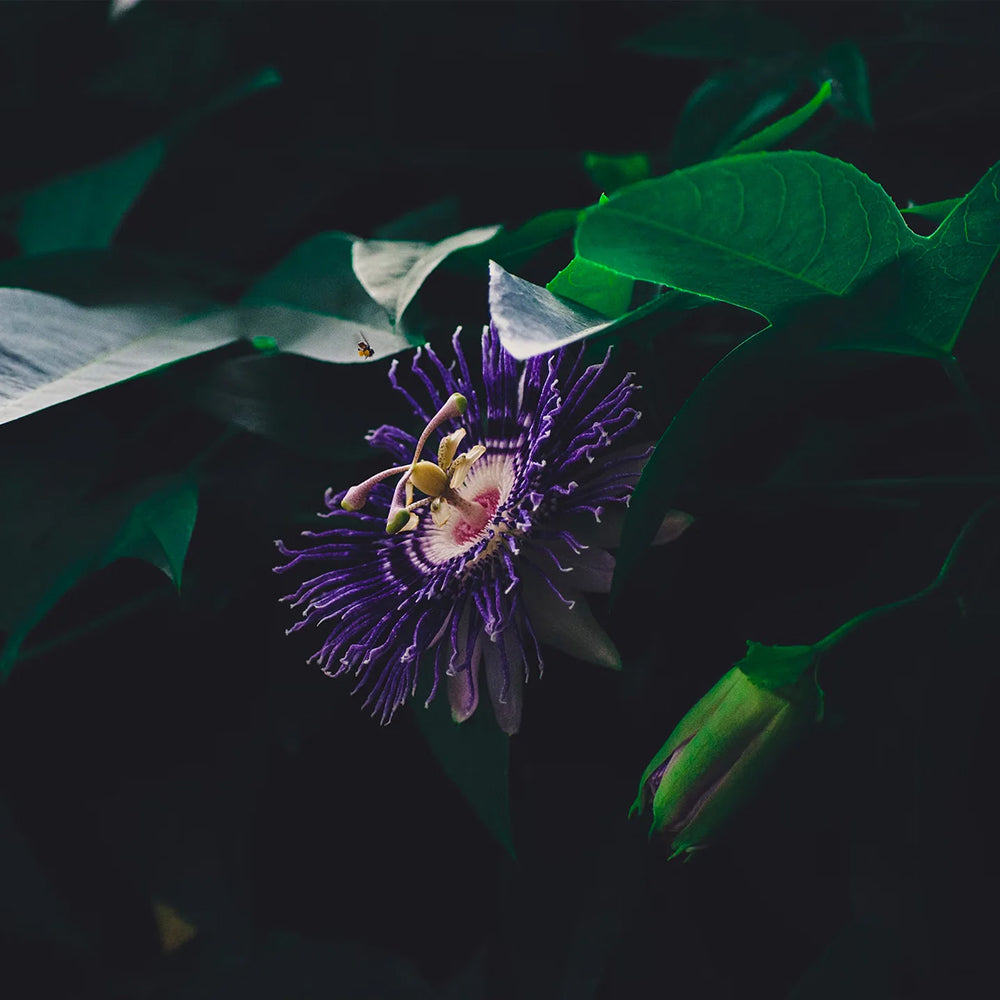 पैशनफ्लावर रिलैक्सेशन टिंचर