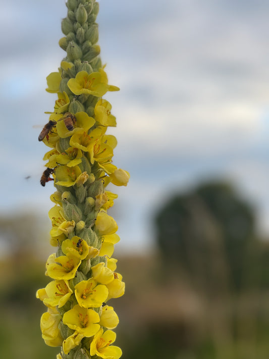 How to make ear ache oil with Mullein Flowers