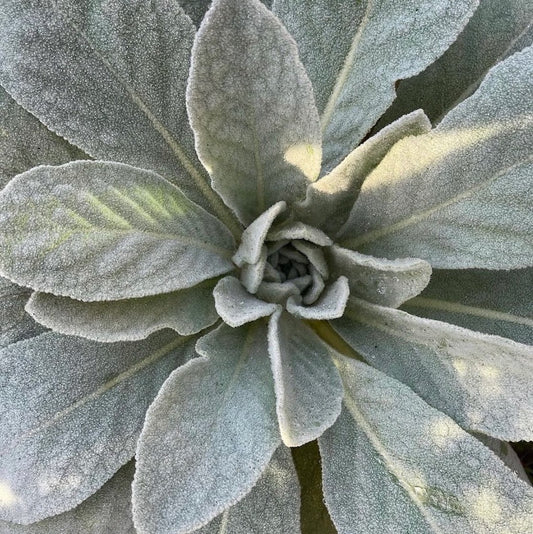 Everything you need to know about growing Mullein