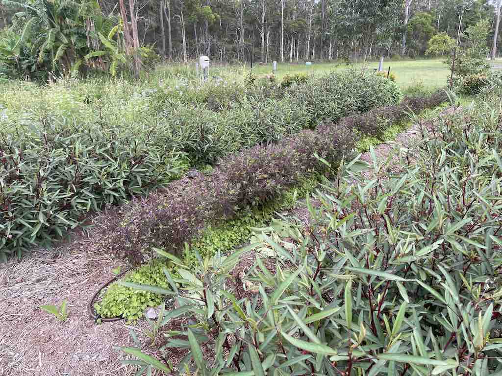 rows of medicinal herbs on a regenerative farm