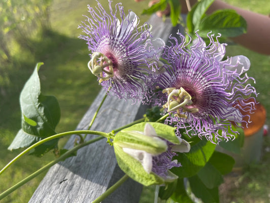 passionflower 'Passiflora incarnata' plant