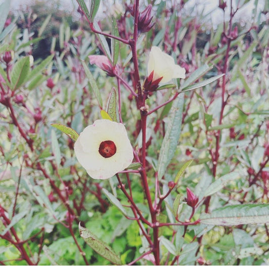 Hibiscus Seed (Unable to send to W.A. due to biosecurity regulations, sorry)