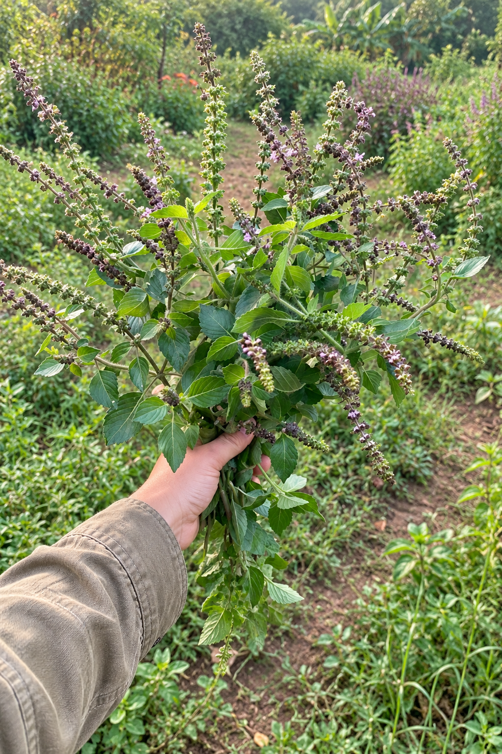 AUSTRALIAN-GROWN TULSI TINCTURE