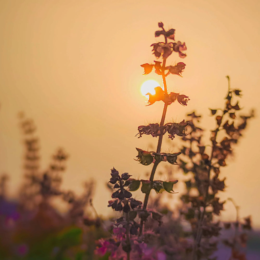 Tulsi flower and seed